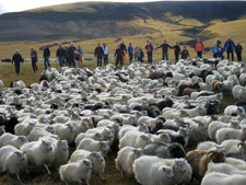 Iceland-Iceland Shorts-Sheep Round-Up on Horseback